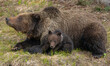 Sow grizzly bear protects her cub of the year near Grand Teton National Park Wyoming