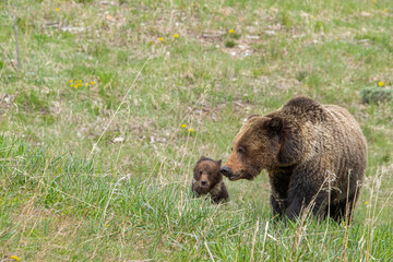 Wall Mural - Sow grizzly bear and cub of the year with natal collar, near Grand Teton National Park Wyoming