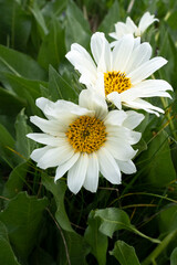 Wall Mural - USA, Wyoming. White Mules Ears (Wyethia helianthoides) in a meadow, Yellowstone National Park.