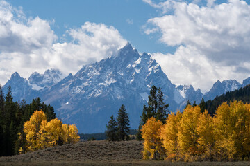 Wall Mural - USA, Wyoming. Grand Teton with colorful autumn foliage, Grand Teton National Park.