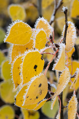 Wall Mural - USA, Wyoming. Hoar frost on yellow aspen leaves, Grand Teton National Park.