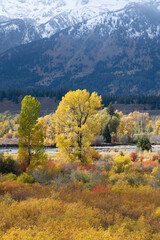 Wall Mural - USA, Wyoming. Colorful autumn foliage along the Snake River, Grand Teton National Park.