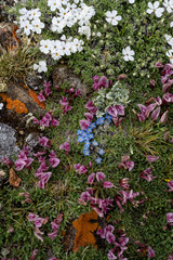 Wall Mural - USA, Wyoming. Alpine wildflowers growing among rocks, Beartooth Pass.