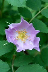 Canvas Print - USA, Wyoming. Wild Rose, Beartooth Pass.