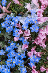 Wall Mural - USA, Wyoming. Alpine forget-me-not and dwarf clover, Beartooth Pass.