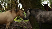 New Forest Ponies, England UK