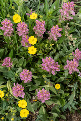 Wall Mural - USA, Wyoming. Blooming alpine wildflowers, Beartooth Highway.