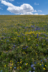 Wall Mural - USA, Wyoming. Alpine Avens and Sky Pilot, meadow of wildflowers with clouds, Beartooth Pass.