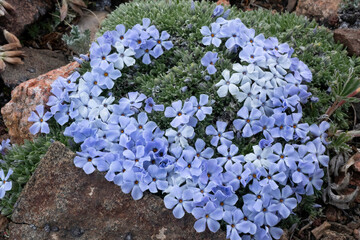 Canvas Print - USA, Wyoming. Alpine Phlox, Beartooth Pass.