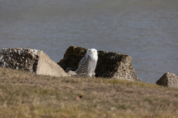 Sticker - The Snowy owl (Bubo scandiacus), also known as the polar owl, the white owl and the Arctic owl on the shore Lake Michigan in winter during migration from the north.