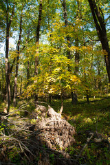 Wall Mural - Jester State Park in Madrid, Des Moines Iowa