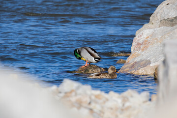 Wall Mural - The Mallard duck or wild duck (Anas platyrhynchos), male and female rests behind the stone barrier of Lake Michigan