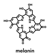 Melanin (eumelanin), Proposed Oligomeric Structure Model. Primary Determinant Of Skin Color. Skeletal Formula.