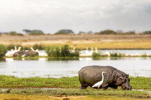 Hippo And Egret In Scenic Amboseli Marshlands