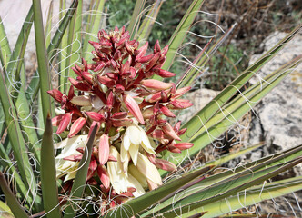 Canvas Print - Yucca Baccata