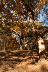 Wall Mural - Autumn in the Jester State Park, Madrid, Iowa