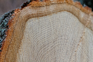 close up of a tree