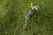 water tap in the grass