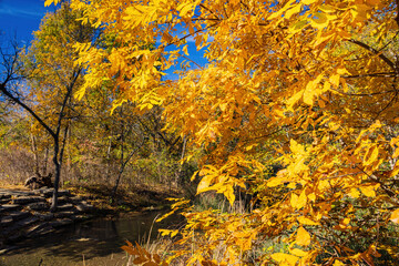 Canvas Print - Fall color of the nature trail in Chickasaw National Recreation Area