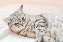 Sleepy Grey Shorthair Cat Lying On A Bed With Eyes Half Closed. Lazy Tabby Domestic Cat.