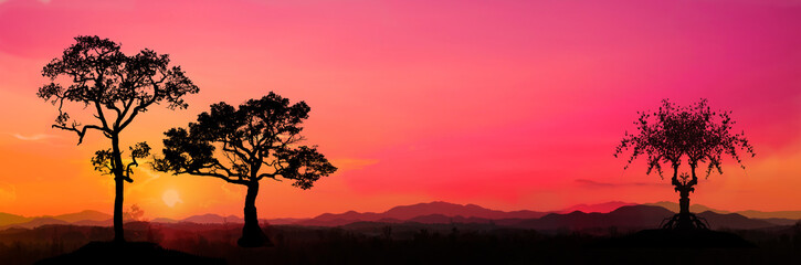 Wall Mural - Safari.Amazing sunset and sunrise.Panorama silhouette tree in africa with sunset.Tree silhouetted against a setting sun.