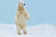 a polar bear stands on its hind legs