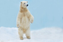 A Polar Bear Stands On Its Hind Legs