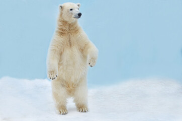 a polar bear stands on its hind legs