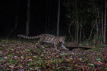 Clouded Leopard In Forest