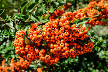 Small Yellow And Orange Fruits Or Berries Of Pyracantha Plant, Also Known As Firethorn In A Garden In A Sunny Autumn Day, Beautiful Outdoor Floral Background Photographed With Soft Focus.