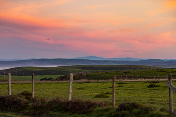 Wall Mural - vineyard at sunset