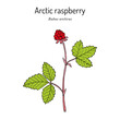 Arctic raspberry Rubus arcticus , medicinal plant