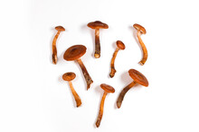 Armillaria Mellea Mushrooms On A White Background. Healthy Food Concept