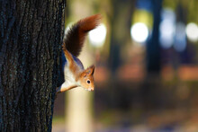 Red Squirrel Peeking Out From Behind A Tree