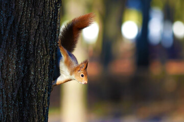 Red squirrel peeking out from behind a tree