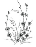 Fototapeta  - graphic drawing of a chicory flower