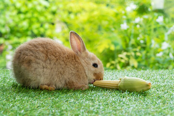 Adorable tiny furry brown rabbit hungry eating organic fresh baby corn while sitting on green grass meadow over nature background. Easter animal bunny concept.