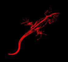 Red Lizard On Black Background