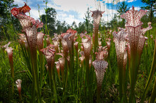 Red And White Pitchers Of Sarracenia Leucophylla, The White Pitcher Plant, Natural Habitat In Alabama, USA
