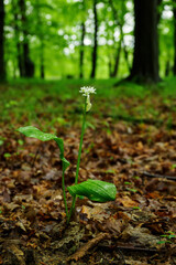 Canvas Print - White flowers of bear garlic with green leaves outside in nature. 