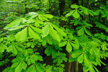 Fresh And Young Green Chestnut Leaves On The Tree.