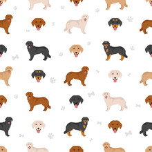 Hovawart Dog Seamless Pattern. Different Poses, Coat Colors Set