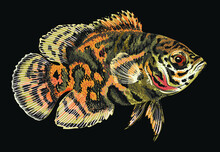 Drawing Tiger Oscar Fish, Art.illustration, Vector