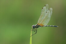 Dragonfly On A Green Leaf