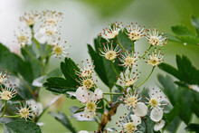 Blooming Hawthorn Flowers On A Green-leafed Bush.