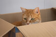 © ALF photo - portrait d'un chat assis dans un carton