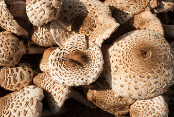 Wall Mural - Picked Macrolepiota procera parasol mushrooms closeup as food background