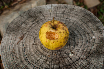 Winter organic apple pecked by a bird