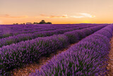 Fototapeta Krajobraz - Lavenders fields in bloom during a beautiful sunset on the Valensole Plateau in Provence in the south of France