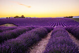 Fototapeta Krajobraz - Lavender field of Provence on a summer day in France at sunset